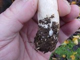 Agaricus hondensis image
