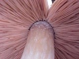 Agaricus hondensis image