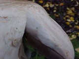 Agaricus hondensis image