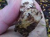 Agaricus hondensis image