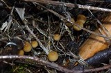 Psilocybe pelliculosa image