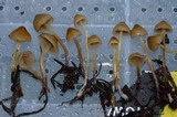 Psilocybe pelliculosa image