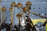 Psilocybe pelliculosa image