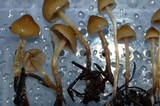 Psilocybe pelliculosa image