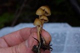 Psilocybe pelliculosa image