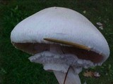 Agaricus hondensis image