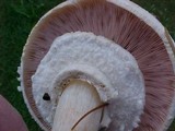 Agaricus hondensis image