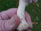 Agaricus hondensis image