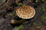 Psathyrella propinqua image