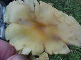 Hypholoma capnoides image