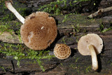 Psathyrella propinqua image