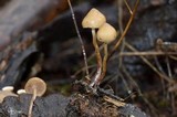 Psilocybe pelliculosa image