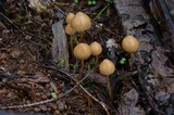 Psilocybe pelliculosa image