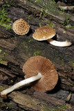Psathyrella propinqua image