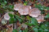 Chlorophyllum olivieri image