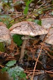 Chlorophyllum olivieri image