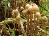 Psilocybe pelliculosa image