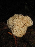 Sparassis crispa image