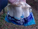 Pleurotus eryngii image