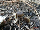Myxomphalia maura image