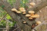 Flammulina velutipes var. lupinicola image