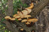 Flammulina velutipes var. lupinicola image