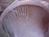 Pleurotus eryngii image