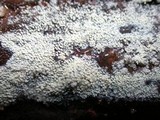 Kneiffiella barba-jovis image