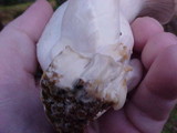 Pleurotus eryngii image