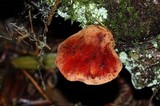 Fistulina hepatica image