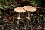 Psathyrella longistriata image