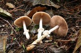 Psathyrella longistriata image