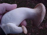 Pleurotus eryngii image