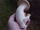 Pleurotus eryngii image
