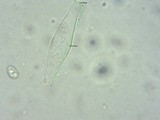Psathyrella longistriata image