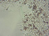 Psathyrella longistriata image