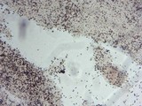 Psathyrella longistriata image