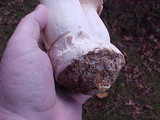 Pleurotus eryngii image