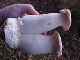 Pleurotus eryngii image