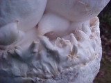 Pleurotus eryngii image