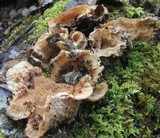 Merulius tremellosus image