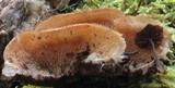 Merulius tremellosus image