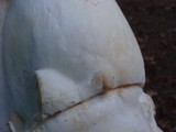 Pleurotus eryngii image