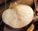 Sarcomyxa serotina image