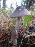 Amanita pachycolea image