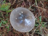 Amanita pachycolea image