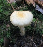 Hygrophorus flavodiscus image