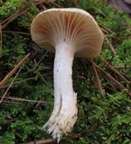 Hygrophorus flavodiscus image