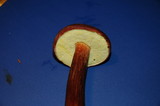 Boletellus mirabilis image