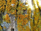 Oxneria fallax image